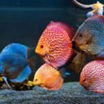 Best Aquariums in the US to Visit in 2026