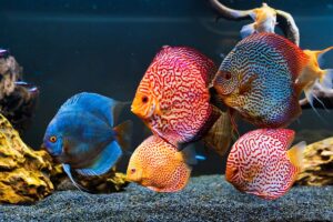 Best Aquariums in the US to Visit in 2026