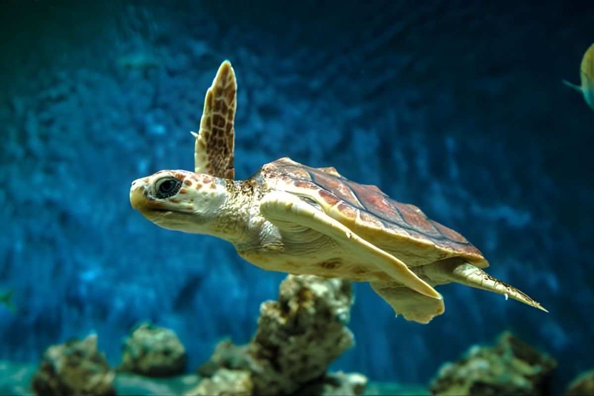 Monterey Bay Aquarium The Gold Standard
