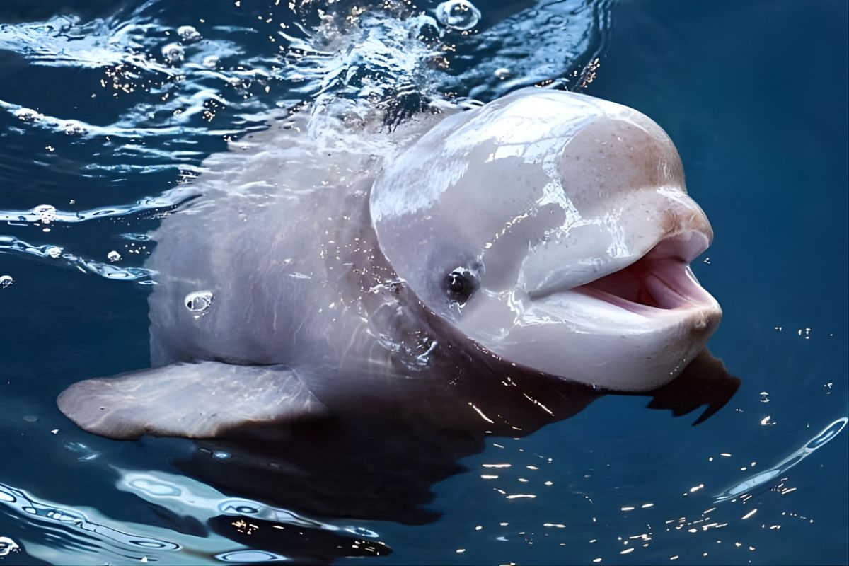 Shedd Aquarium The Chicago Icon