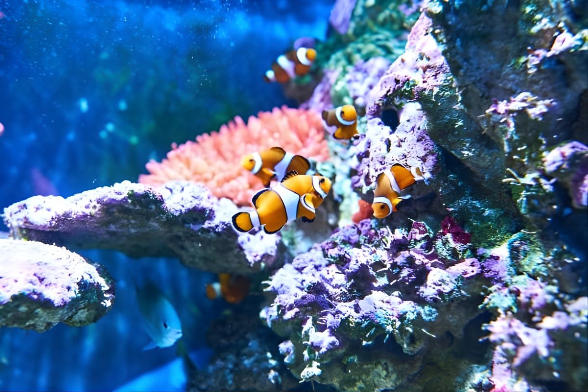 Tennessee Aquarium The Freshwater King