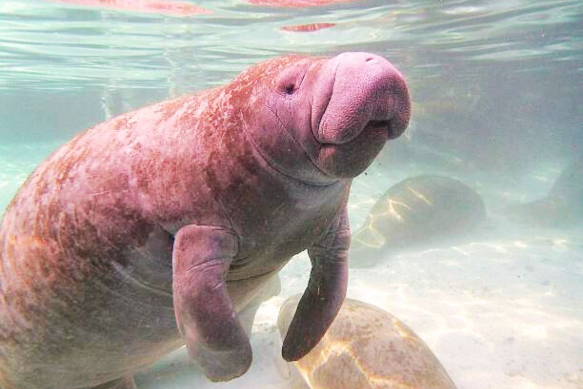 The Florida Aquarium 30 Years of Waves