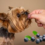 Are Blueberries Good for Dogs With Constipation