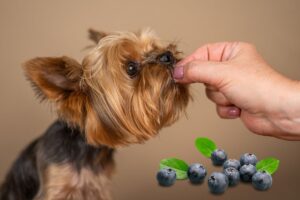 Are Blueberries Good for Dogs With Constipation