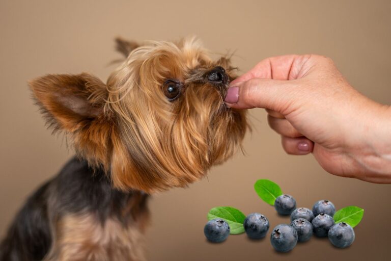 Are Blueberries Good for Dogs With Constipation