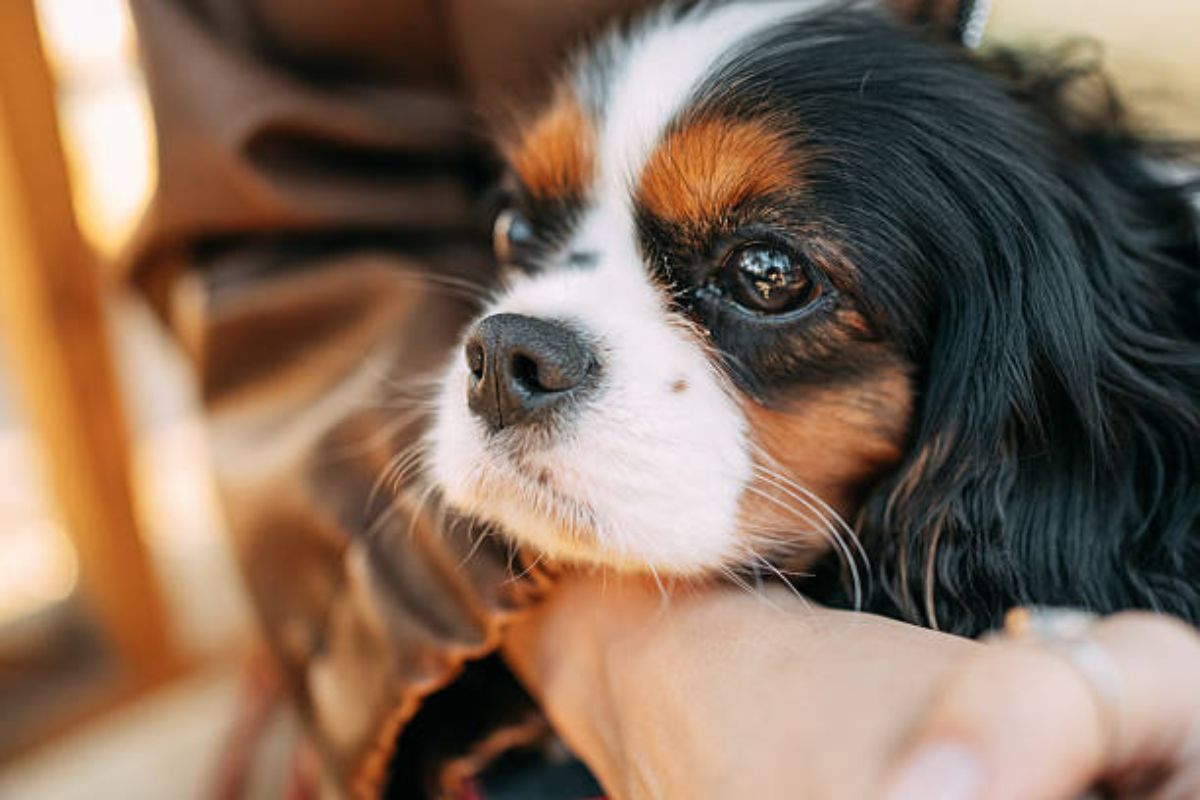 Are Blueberries Good for Dogs With Constipation Vet-Backed Benefits, Safe Portions and Risks