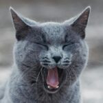 Why Does My Cat Sneeze So Much and Not Eat?