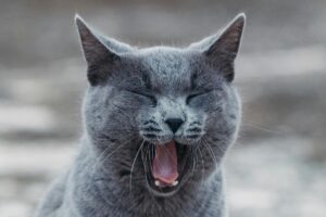 Why Does My Cat Sneeze So Much and Not Eat?