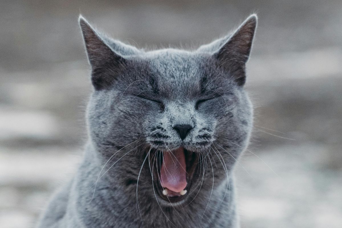 Why Does My Cat Sneeze So Much and Not Eat?